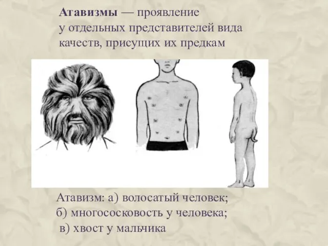 Атавизмы — проявление у отдельных представителей вида качеств, присущих их предкам Атавизм: