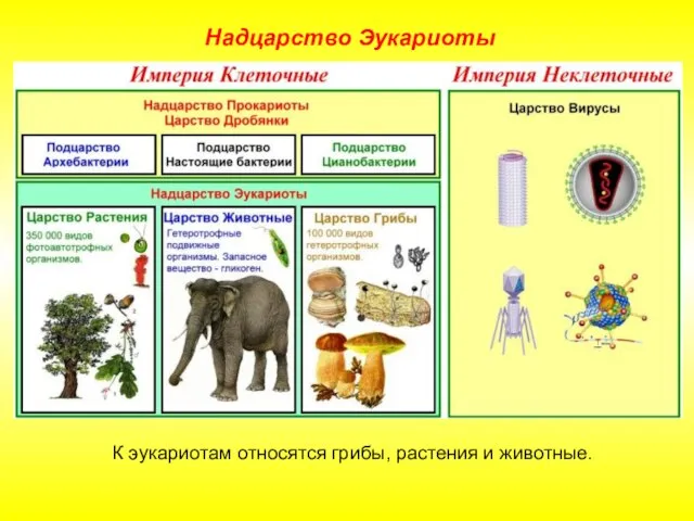 К эукариотам относятся грибы, растения и животные. Надцарство Эукариоты