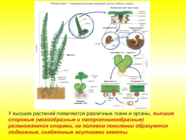 У высших растений появляются различные ткани и органы, высшие споровые (мохообразные и