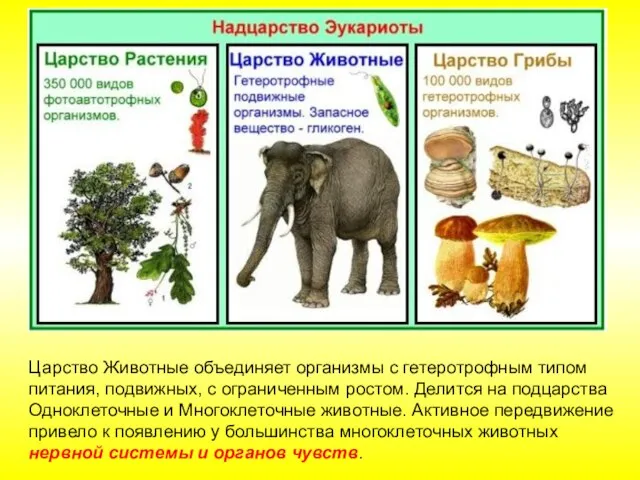 Царство Животные объединяет организмы с гетеротрофным типом питания, подвижных, с ограниченным ростом.