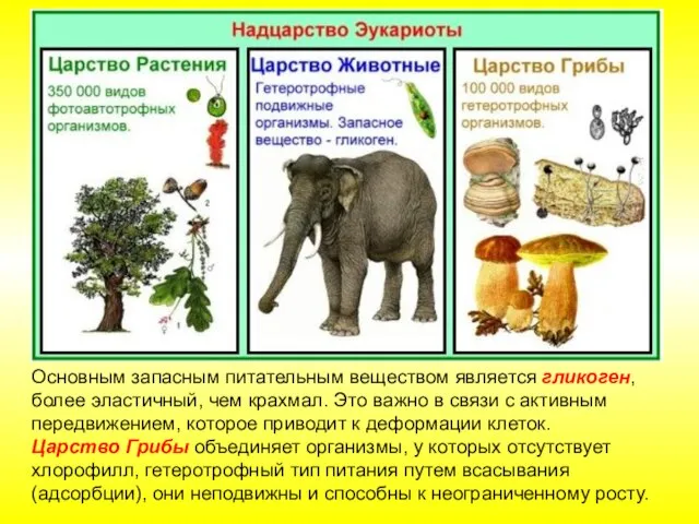 Основным запасным питательным веществом является гликоген, более эластичный, чем крахмал. Это важно