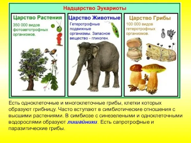 Есть одноклеточные и многоклеточные грибы, клетки которых образуют грибницу. Часто вступают в