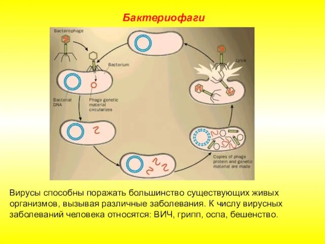 Бактериофаги Вирусы способны поражать большинство существующих живых организмов, вызывая различные заболевания. К