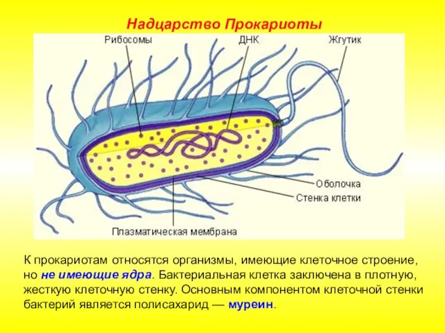 К прокариотам относятся организмы, имеющие клеточное строение, но не имеющие ядра. Бактериальная