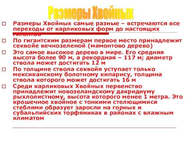 Размеры Хвойных самые разные – встречаются все переходы от карликовых форм до