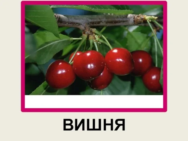 ВИШНЯ