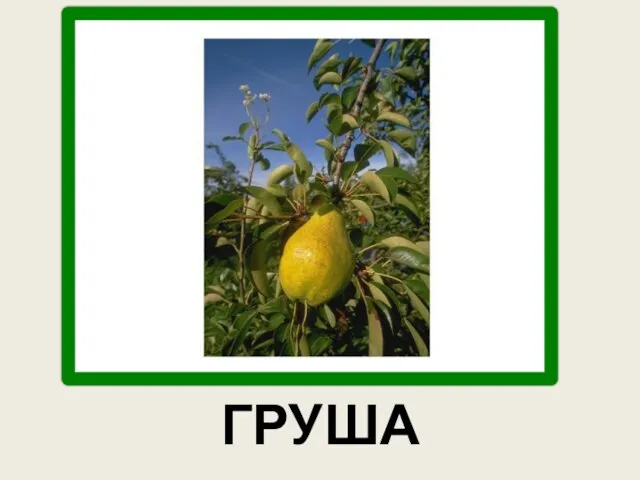 ГРУША