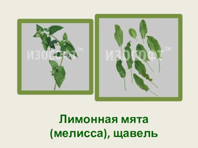 Лимонная мята (мелисса), щавель