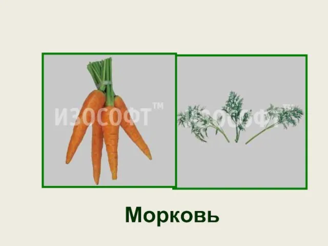 Морковь