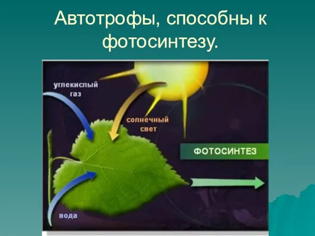 Автотрофы, способны к фотосинтезу.