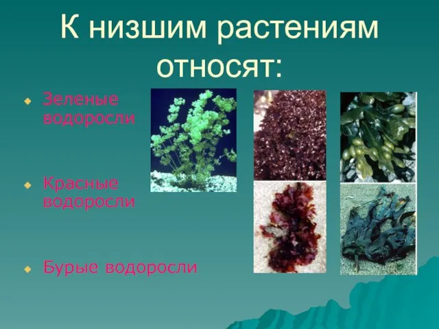 К низшим растениям относят: Зеленые водоросли Красные водоросли Бурые водоросли