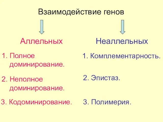 Взаимодействие генов