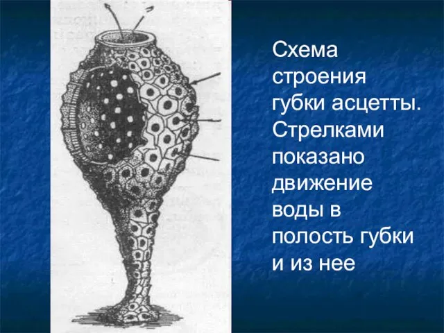 Схема строения губки асцетты. Стрелками показано движение воды в полость губки и из нее