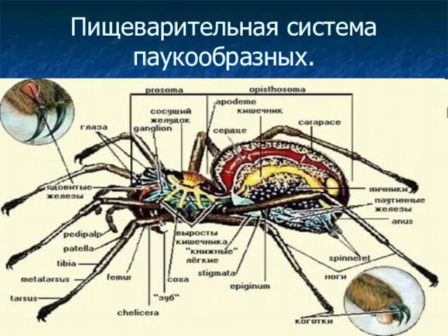 Пищеварительная система паукообразных.