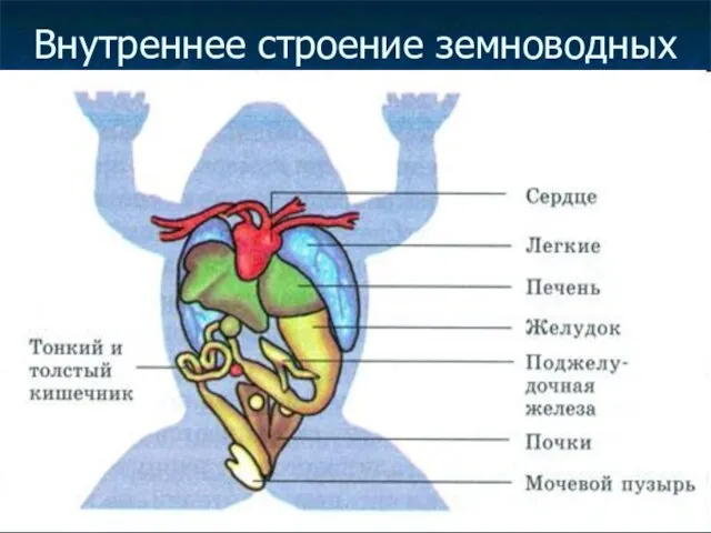 Внутреннее строение земноводных