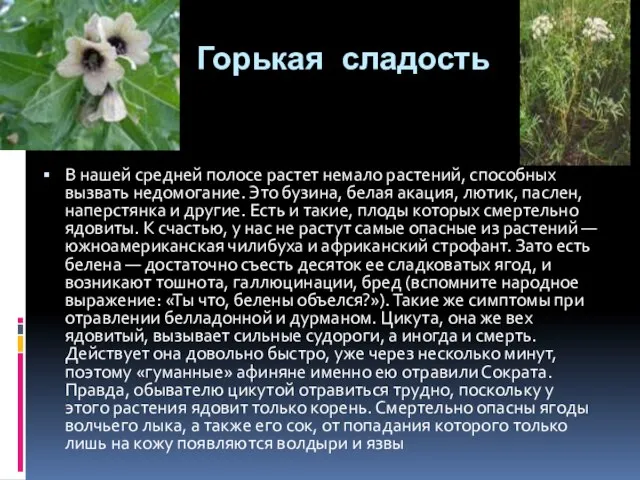 Горькая сладость В нашей средней полосе растет немало растений, способных вызвать недомогание.