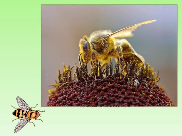 Отряд Перепончатокрылые Отряд Перепончатокрылые включает хорошо известных общественных насекомых — пчел и