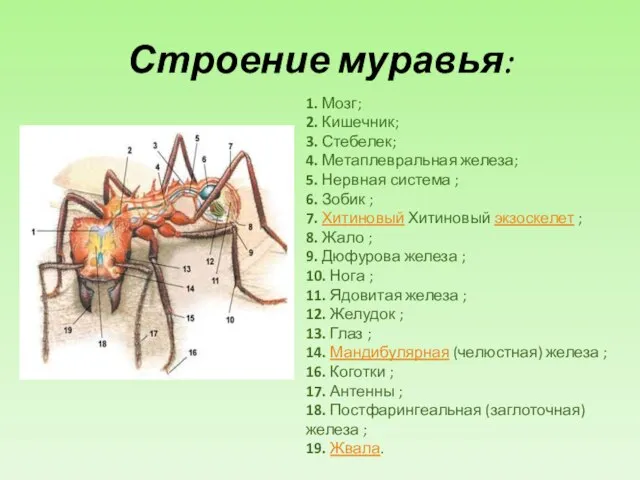 Строение муравья: 1. Мозг; 2. Кишечник; 3. Стебелек; 4. Метаплевральная железа; 5.