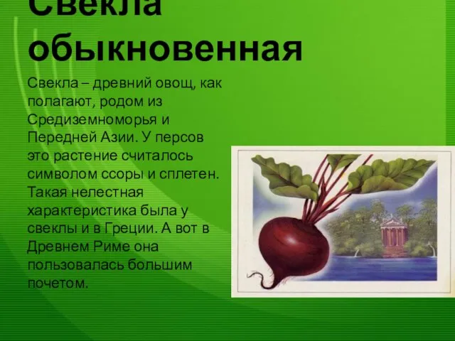 Свёкла обыкновенная Свекла – древний овощ, как полагают, родом из Средиземноморья и