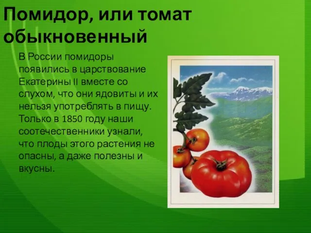 Помидор, или томат обыкновенный В России помидоры появились в царствование Екатерины II