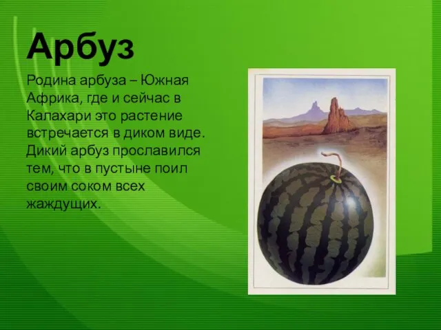 Арбуз Родина арбуза – Южная Африка, где и сейчас в Калахари это