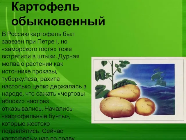 Картофель обыкновенный В Россию картофель был завезен при Петре I, но «заморского