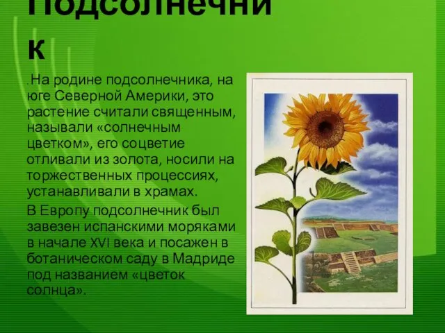 Подсолнечник . На родине подсолнечника, на юге Северной Америки, это растение считали