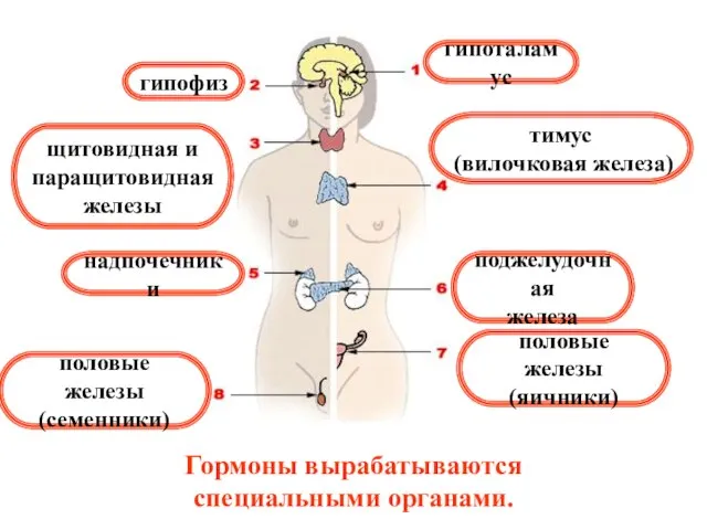 Гормоны вырабатываются специальными органами. гипофиз щитовидная и паращитовидная железы тимус (вилочковая железа)