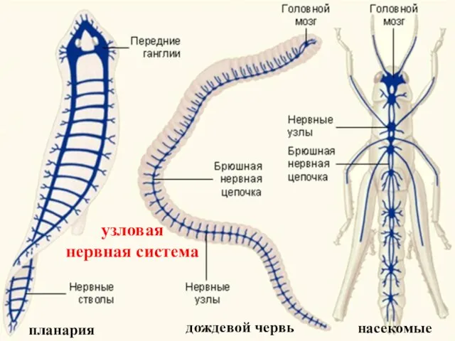 планария дождевой червь насекомые узловая нервная система