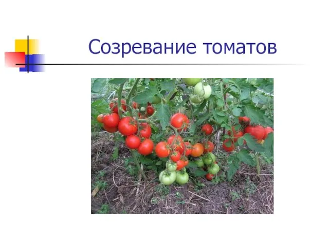 Созревание томатов