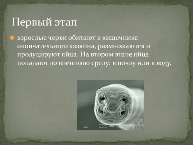 взрослые черви обитают в кишечнике окончательного хозяина, размножаются и продуцируют яйца. На