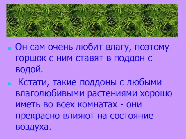 Он сам очень любит влагу, поэтому горшок с ним ставят в поддон