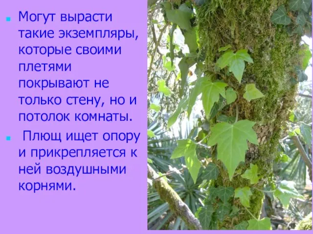 Могут вырасти такие экземпляры, которые своими плетями покрывают не только стену, но