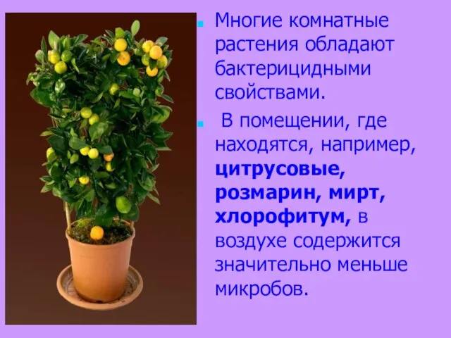 Многие комнатные растения обладают бактерицидными свойствами. В помещении, где находятся, например, цитрусовые,