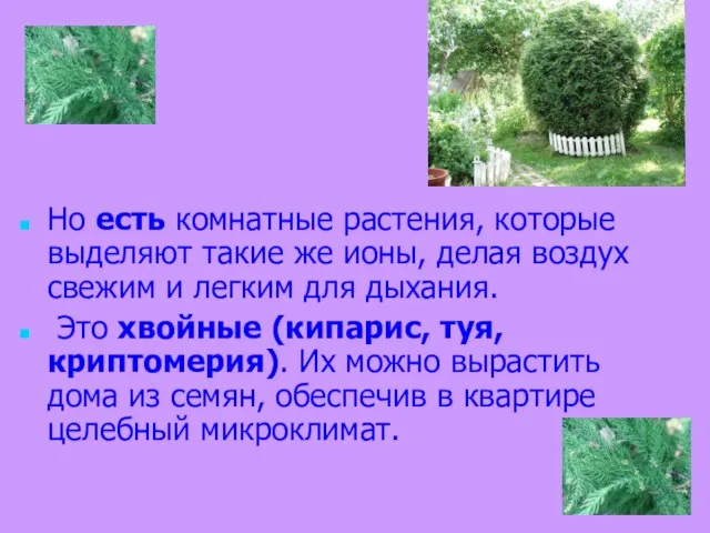 Но есть комнатные растения, которые выделяют такие же ионы, делая воздух свежим