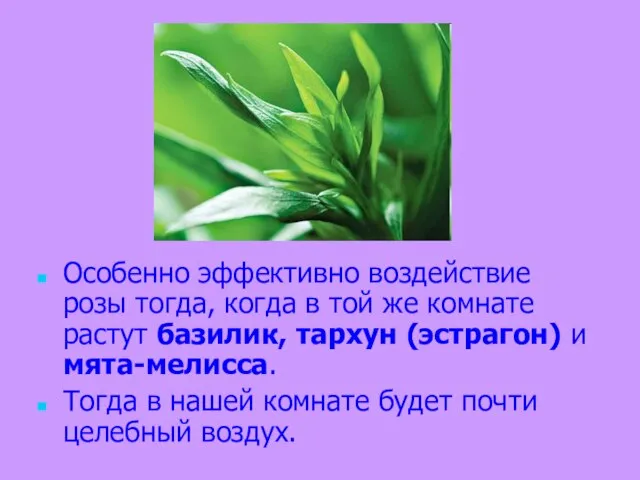 Особенно эффективно воздействие розы тогда, когда в той же комнате растут базилик,