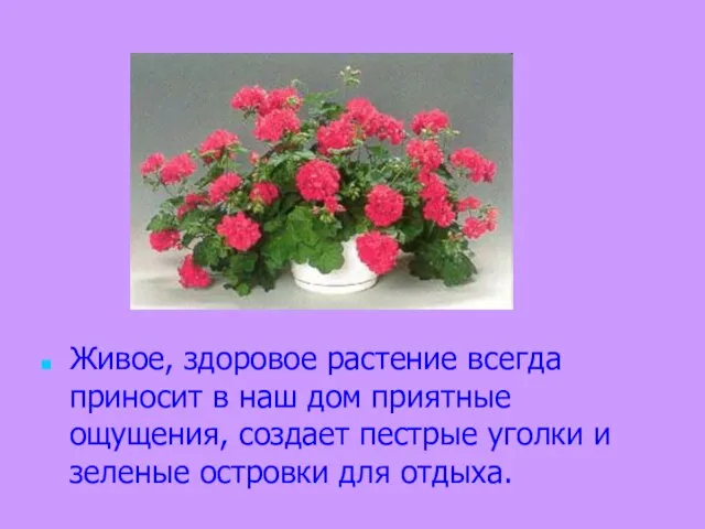 Живое, здоровое растение всегда приносит в наш дом приятные ощущения, создает пестрые