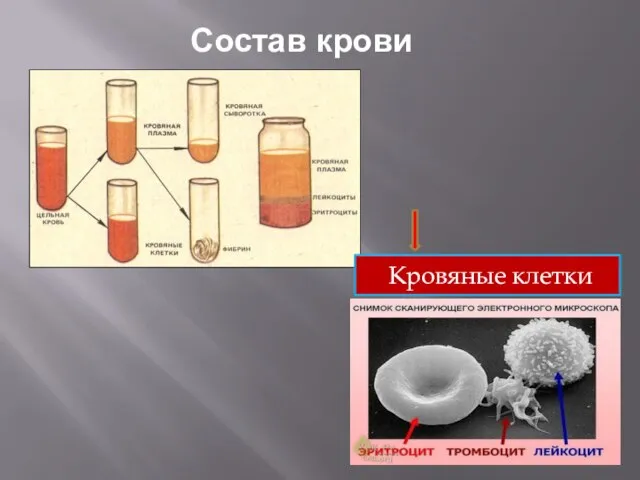 Состав крови Кровяные клетки