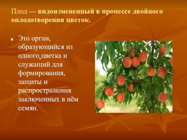 Плод — видоизмененный в процессе двойного оплодотворения цветок. Это орган, образующийся из