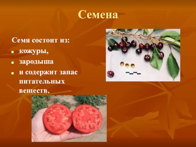 Семена Семя состоит из: кожуры, зародыша и содержит запас питательных веществ.