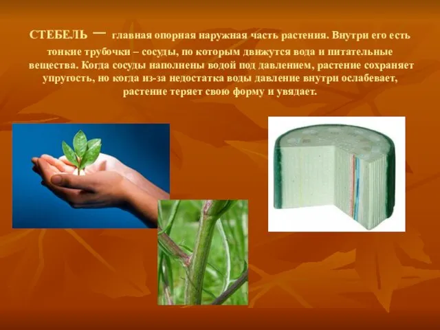 СТЕБЕЛЬ – главная опорная наружная часть растения. Внутри его есть тонкие трубочки