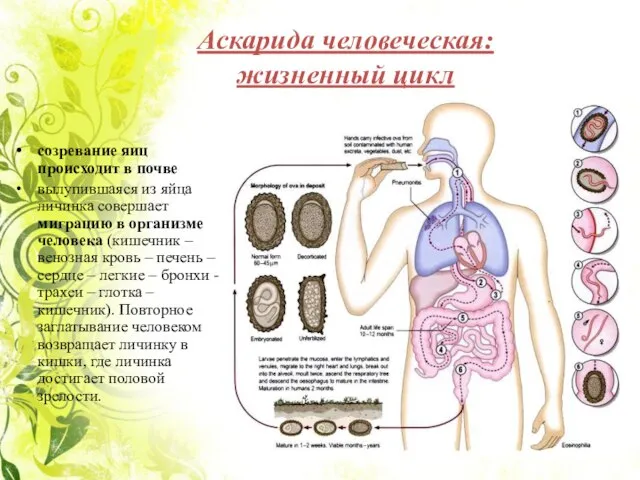 Аскарида человеческая: жизненный цикл созревание яиц происходит в почве вылупившаяся из яйца