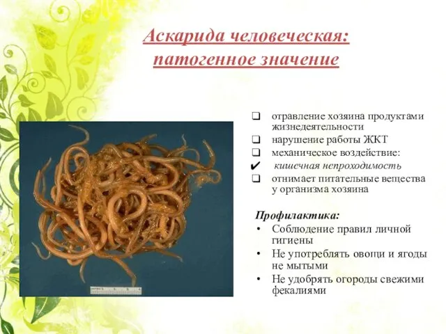 Аскарида человеческая: патогенное значение отравление хозяина продуктами жизнедеятельности нарушение работы ЖКТ механическое