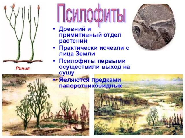 Псилофиты Древний и примитивный отдел растений Практически исчезли с лица Земли Псилофиты