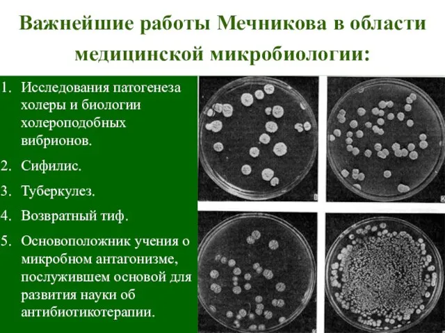 Важнейшие работы Мечникова в области медицинской микробиологии: Исследования патогенеза холеры и биологии