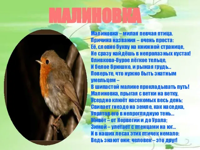 МАЛИНОВКА Малиновка – милая певчая птица. Причина названия – очень проста: Её,