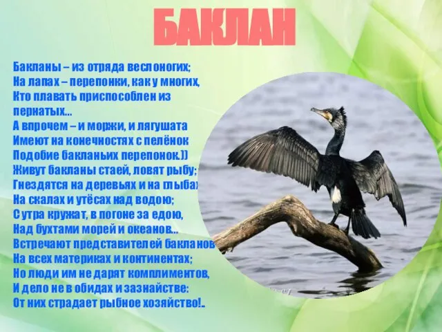 БАКЛАН Бакланы – из отряда веслоногих; На лапах – перепонки, как у