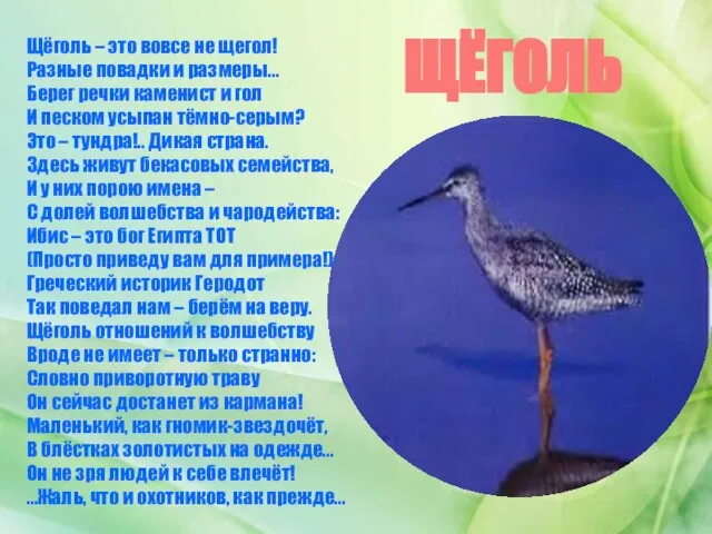 ЩЁГОЛЬ Щёголь – это вовсе не щегол! Разные повадки и размеры… Берег