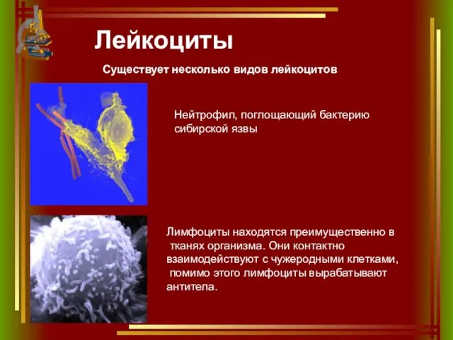 Лейкоциты Существует несколько видов лейкоцитов Нейтрофил, поглощающий бактерию сибирской язвы Лимфоциты находятся