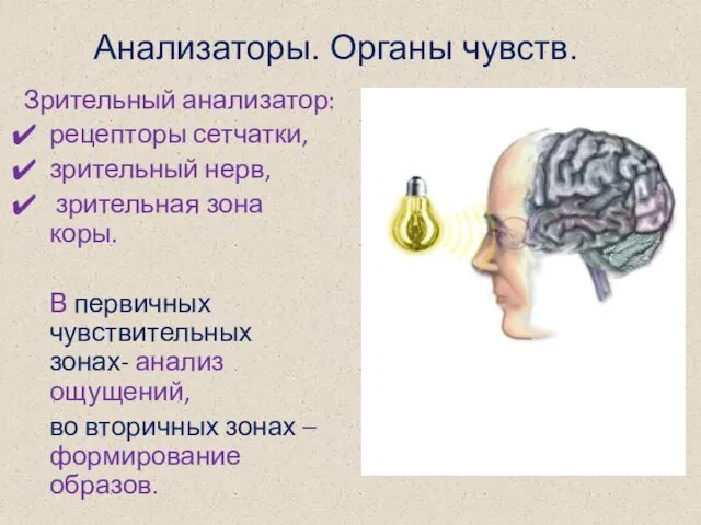 Анализаторы. Органы чувств. Зрительный анализатор: рецепторы сетчатки, зрительный нерв, зрительная зона коры.